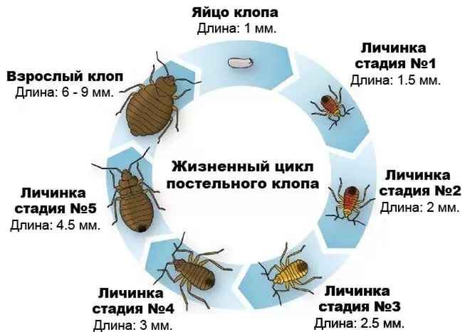 На фото описано развитие постельных клопов